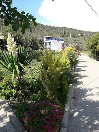 Assos Ayan