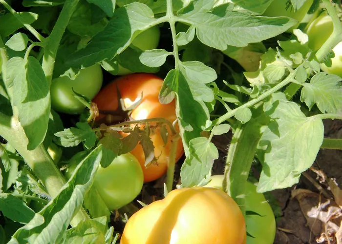 Assos Ayan מלון 2*