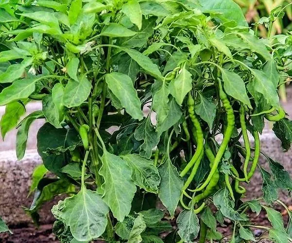 Assos Ayan מלון 2*