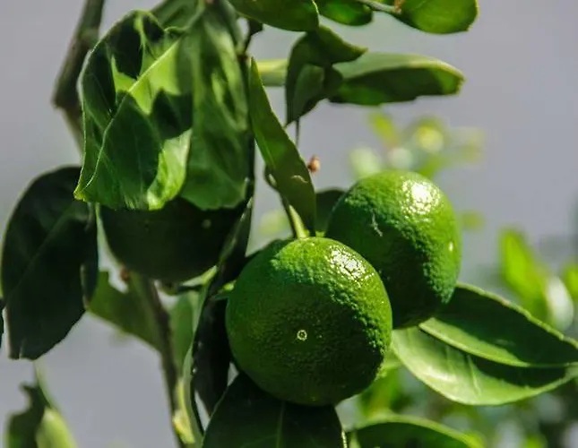 מלון Assos Ayan 2*